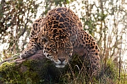 Jaguar Full Body Lying Over Rock