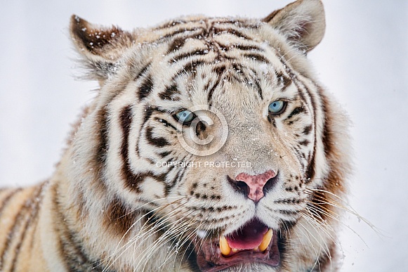 White tigress in the snow