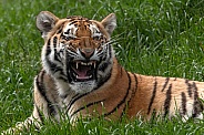 Amur Cub Snarling Lying Down