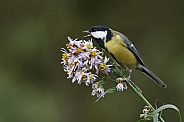 Great tit on a asters twig