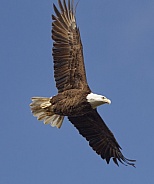 Bald Eagle