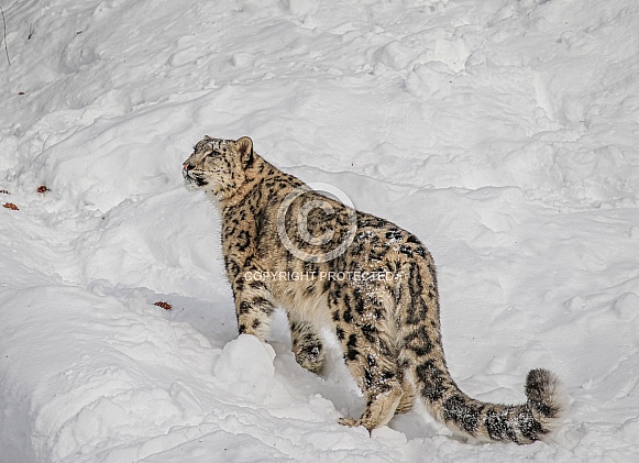 Snow Leopard