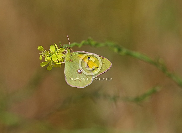 Clouded Yellow