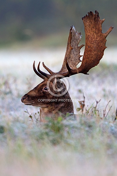 Fallow deer