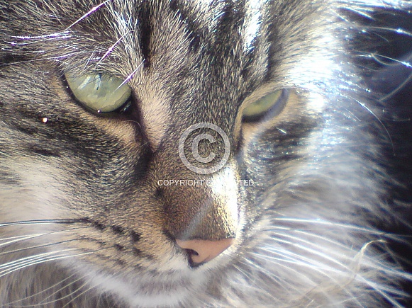 Domestic Longhair Cat