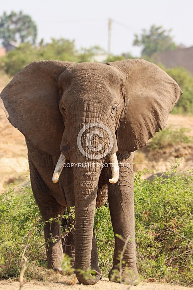 African Elephant