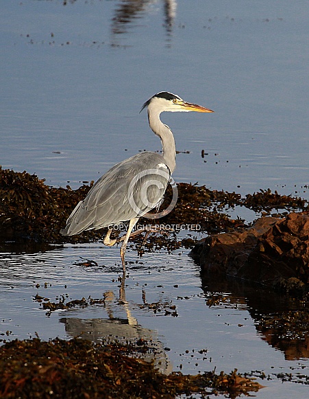 Grey Heron