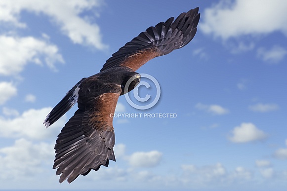 Harris's Hawk