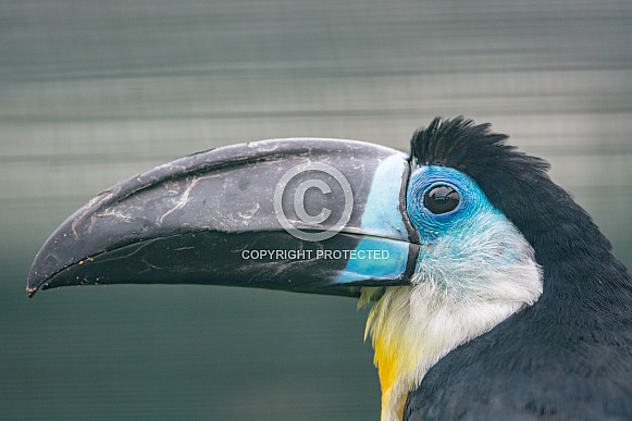 Channel-billed toucan Channel-billed toucan