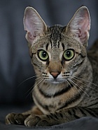 Savannah cat Gaia