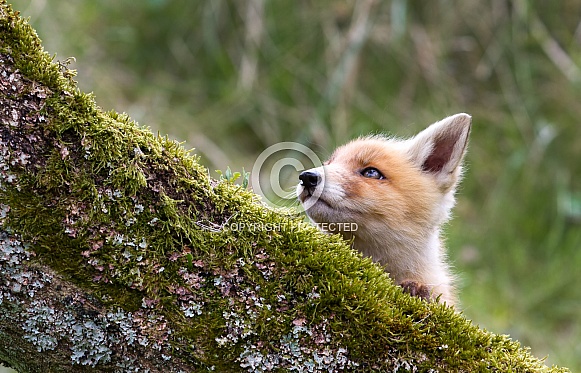 Red Fox Cub Red Fox Cub
