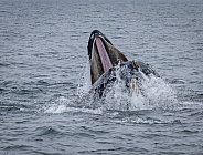 Humpback whales lunge feeding