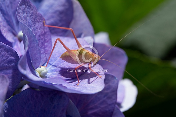 Katydid (Juvenile) on hydrangea.