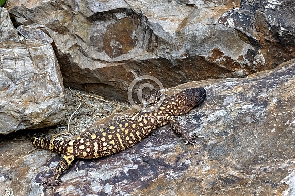 Rio Fuerte Beaded Lizard