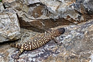 Rio Fuerte Beaded Lizard