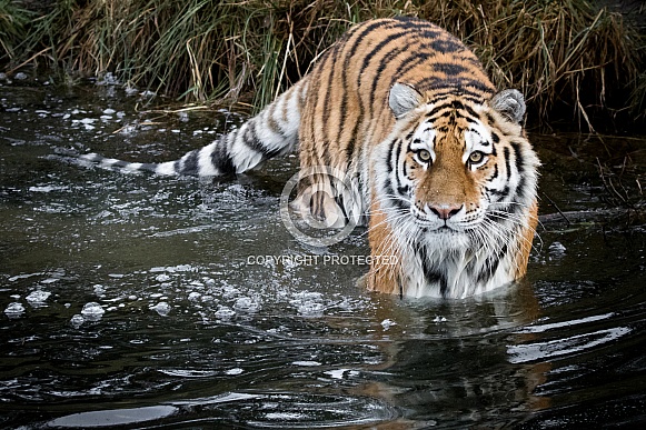 Amur tiger in the water