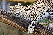Leopard on branch