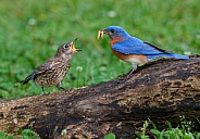 Eastern Bluebird