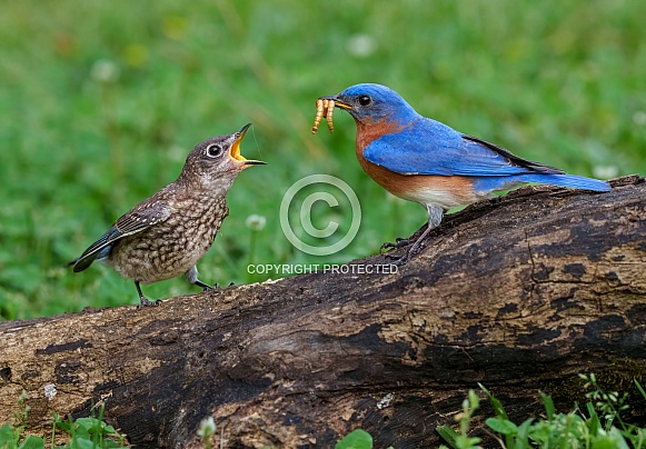 Eastern Bluebird