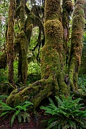 Hoh Rainforest (Olympic National Park, USA)