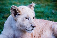 White Lion