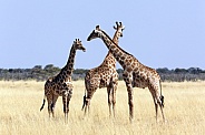 Group of Giraffes - Namibia