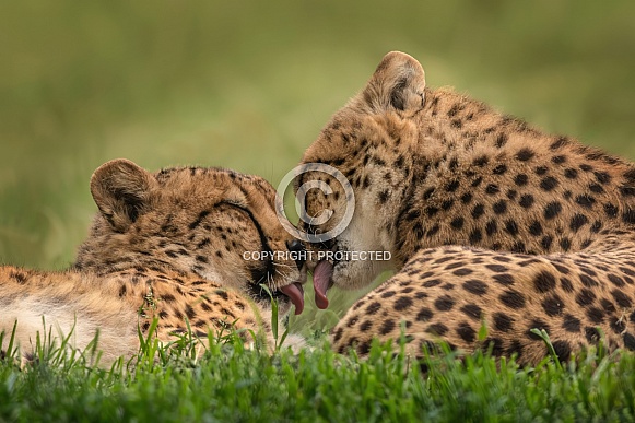 Cheetah Cheetah