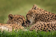 Cheetah