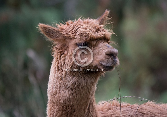 Alpaca Alpaca