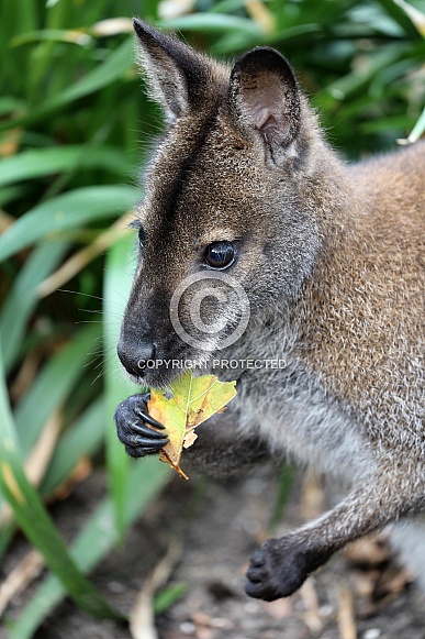Red-necked wallaby (Macropus rufogriseus) Red-necked wallaby (Macropus rufogriseus)