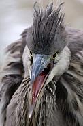 Grey heron (Ardea cinerea)