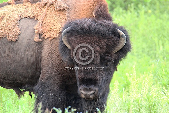 Bison Close Up 3/4 Profile