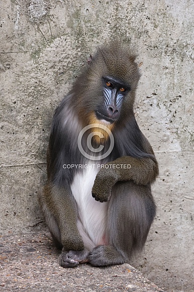 Mandrill (Mandrillus Sphynx)