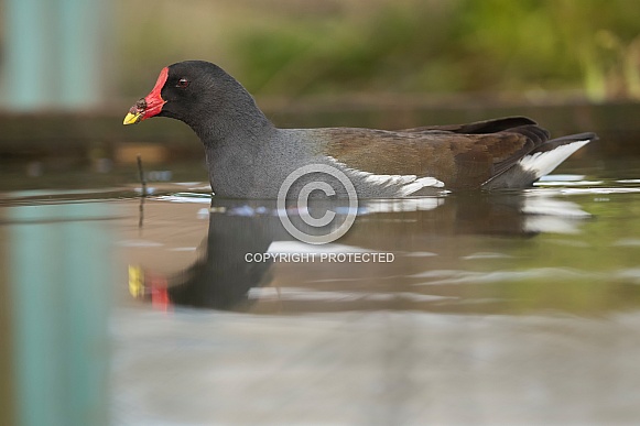 Moorhen