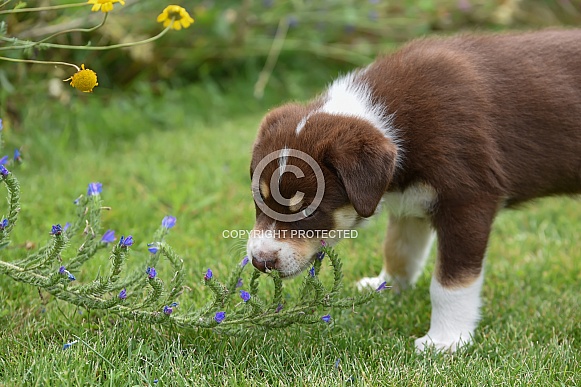 Puppy (mixed breed)