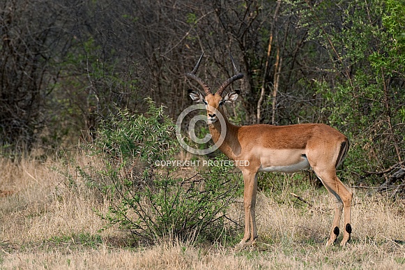 Impala