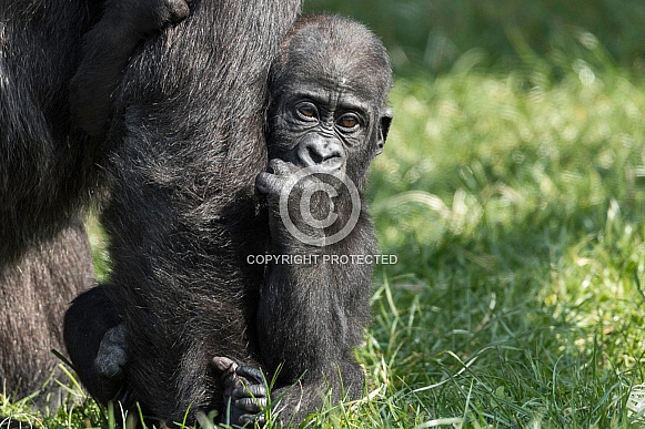 Baby Western Lowland Gorilla