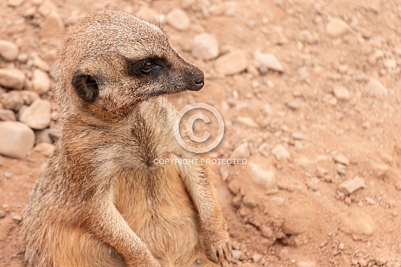 Side Profile Of Meerkat Close Up