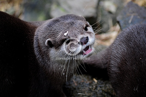 Asian Short-clawed Otter (Aonyx cinereus)