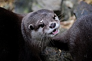 Asian Short-clawed Otter (Aonyx cinereus)