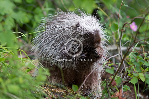 Juvenile Porcupine Dining on Leaves & Flowers Juvenile Porcupine Dining on Leaves & Flowers