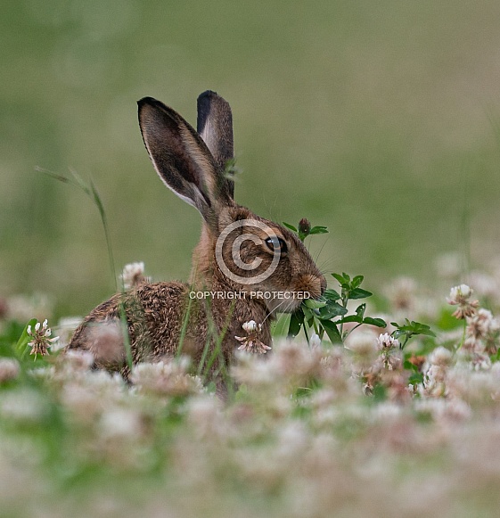Summer hare