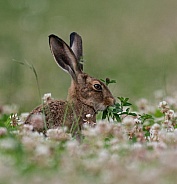 Summer hare