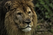 African Lion Male Lion Close Up