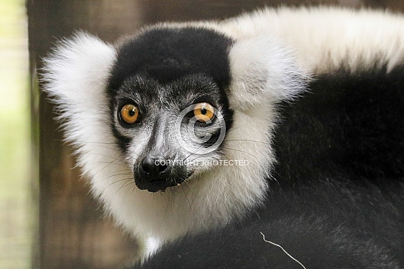 White-ruffed Lemur White-ruffed Lemur