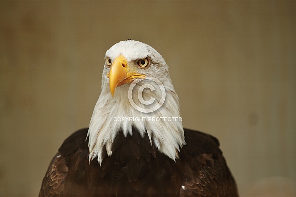 Bald Eagle Bald Eagle