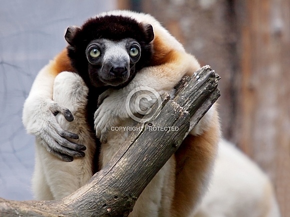 Crowned Sifaka (Propithecus coronatus) Crowned Sifaka (Propithecus coronatus)