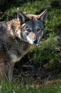 Red Wolf