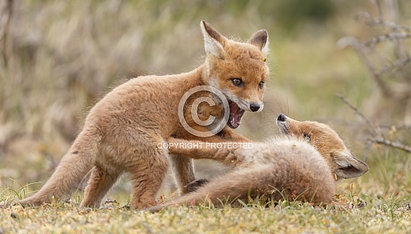 Red fox and cubs Red fox and cubs