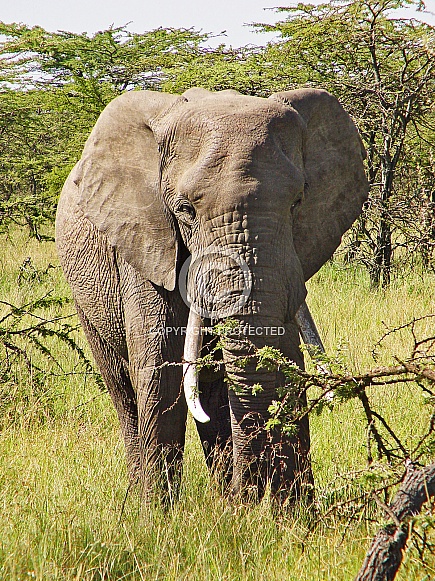 African Elephant